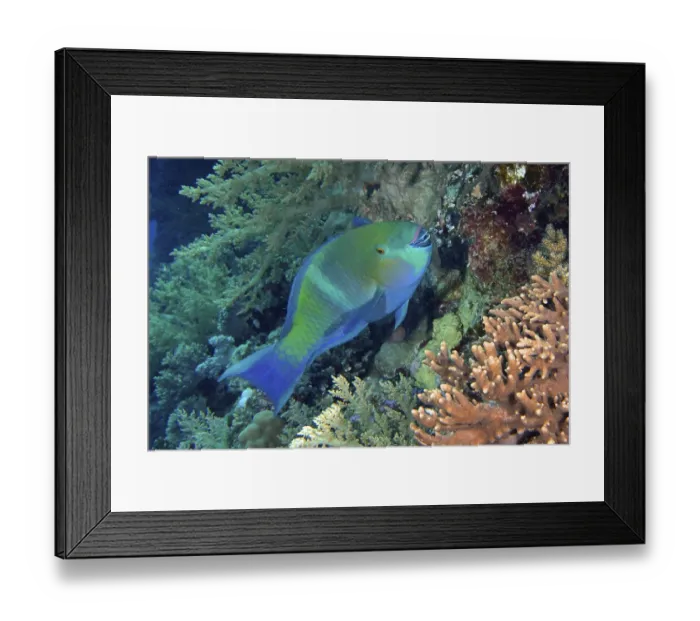 Framed Print : Rusty parrotfish (Scarus ferrugineus)