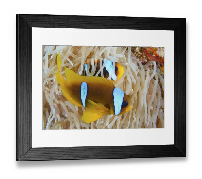 Framed Print : Pair of red sea clownfish (Amphiprion bicinctus) in its splendour anemone (Heteractis magnifica) Framed Print : Pair of red sea clownfish (Amphiprion bicinctus) in its splendour anemone (Heteractis magnifica)