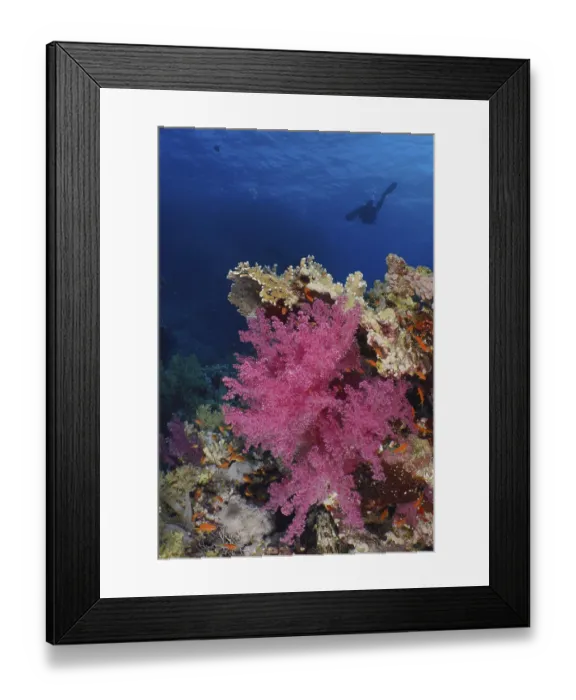 Framed Print : Hemprich's tree coral (Dendronephthya hemprichi) Framed Print : Hemprich's tree coral (Dendronephthya hemprichi)