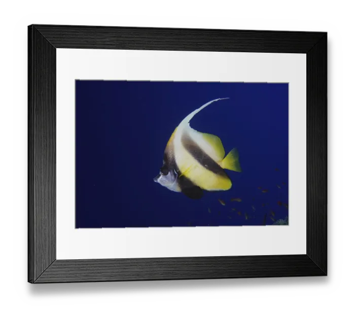 Framed Print : Red sea bannerfish (Heniochus intermedius) in front of solid blue background