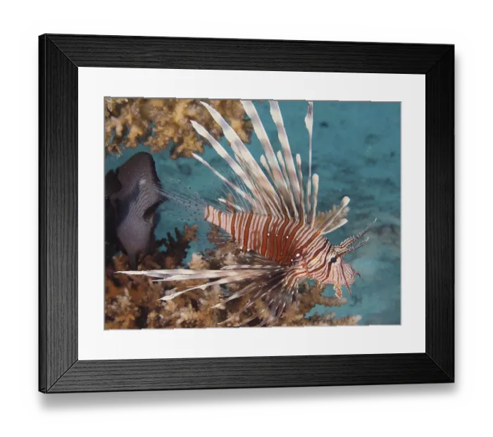 Framed Print : Pacific red lionfish (Pterois volitans)