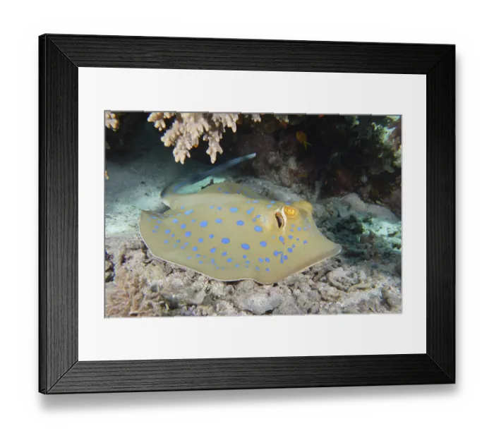 Framed Print : Bluespotted ribbontail ray (Taeniura lymma)