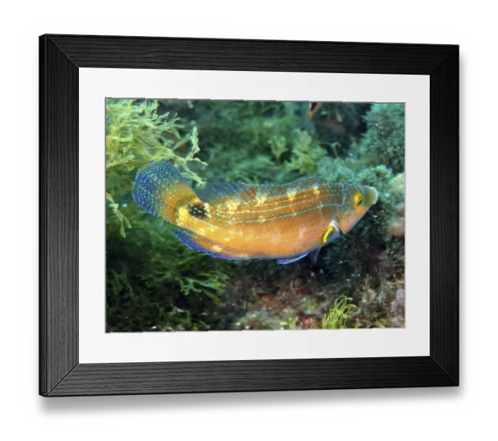 Framed Print : Axillary wrasse (Symphodus mediterraneus) Framed Print : Axillary wrasse (Symphodus mediterraneus)