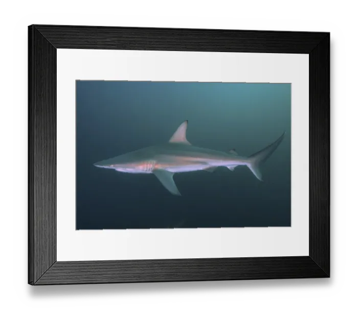 Framed Print : Blacktip shark (Carcharhinus limbatus) Framed Print : Blacktip shark (Carcharhinus limbatus)