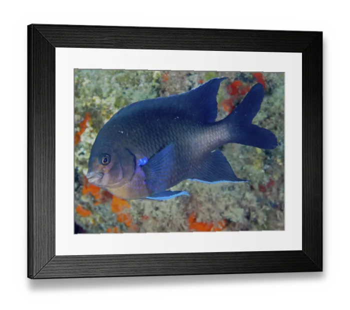 Framed Print : Neon reef fish (Abudefduf luridus) Framed Print : Neon reef fish (Abudefduf luridus)