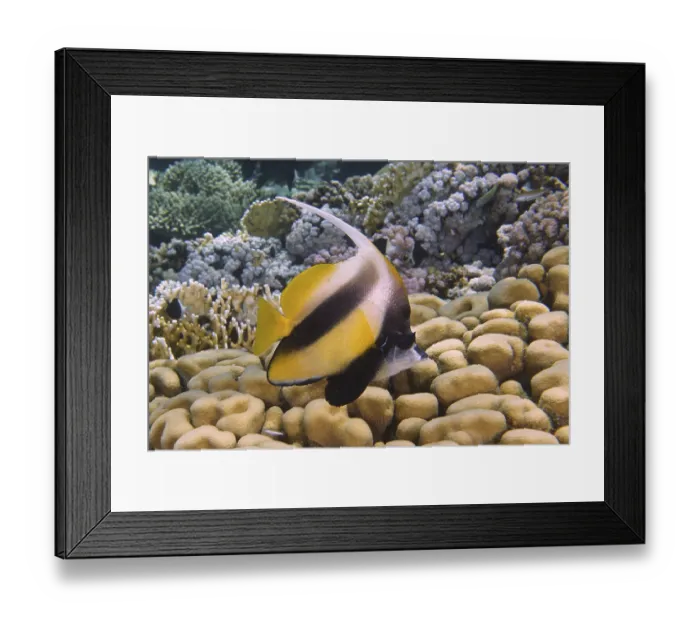 Framed Print : Red sea bannerfish (Heniochus intermedius) over stony corals Framed Print : Red sea bannerfish (Heniochus intermedius) over stony corals
