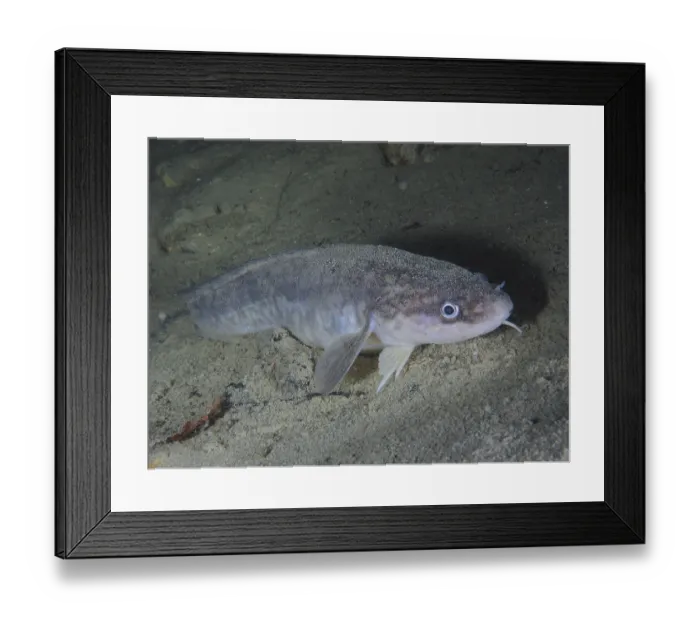 Framed Print : Burbot (Lota lota), Rutte, lying on the lake bottom Framed Print : Burbot (Lota lota), Rutte, lying on the lake bottom