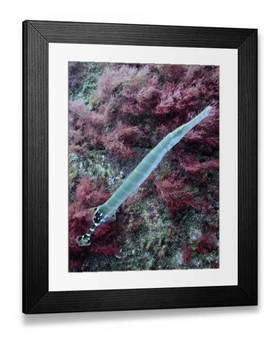 Framed Print : Atlantic cornetfish (Aulostomus strigosus) Framed Print : Atlantic cornetfish (Aulostomus strigosus)