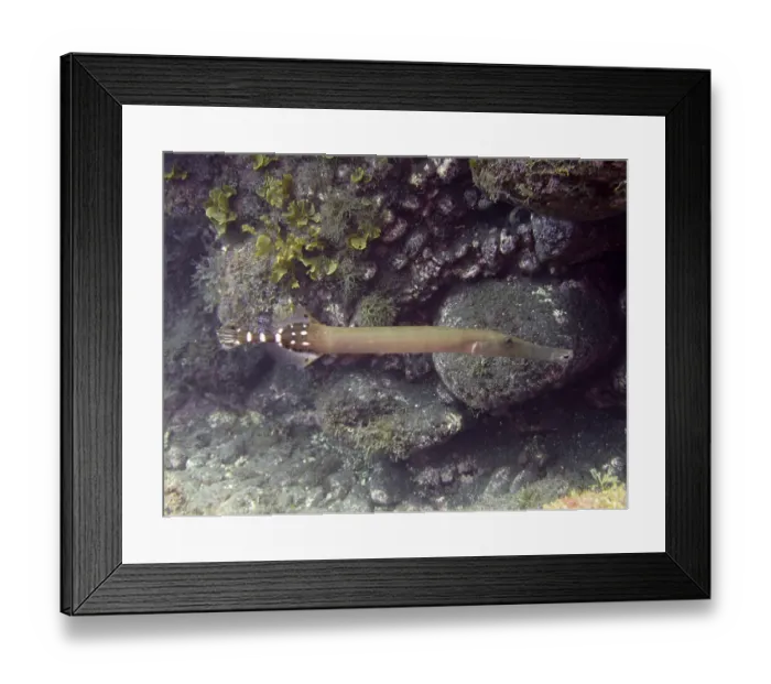 Framed Print : Atlantic cornetfish (Aulostomus strigosus)