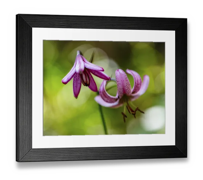 Framed Print : Turk's cap lily (Lilium martagon) Framed Print : Turk's cap lily (Lilium martagon)