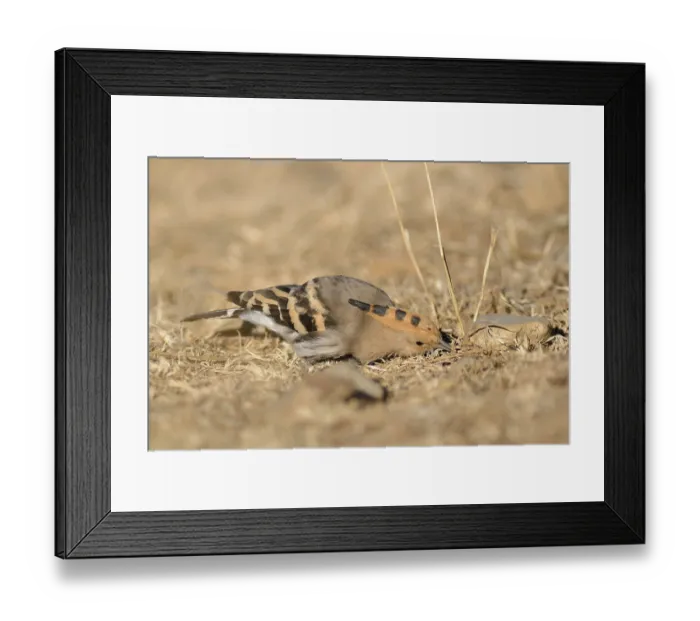 Framed Print : Eurasian Hoopoe (Upupa epops) foraging