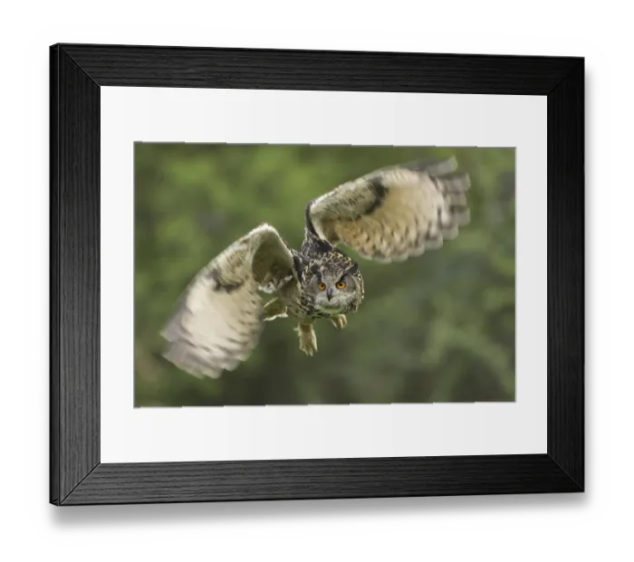 Framed Print : Eurasian Eagle-Owl (Bubo bubo)