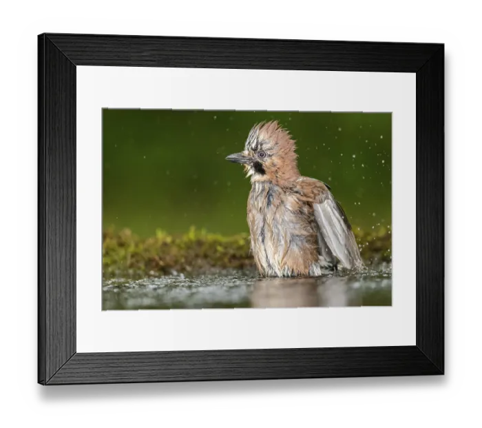 Framed Print : Eurasian Jay (Garrulus glandarius) bathing