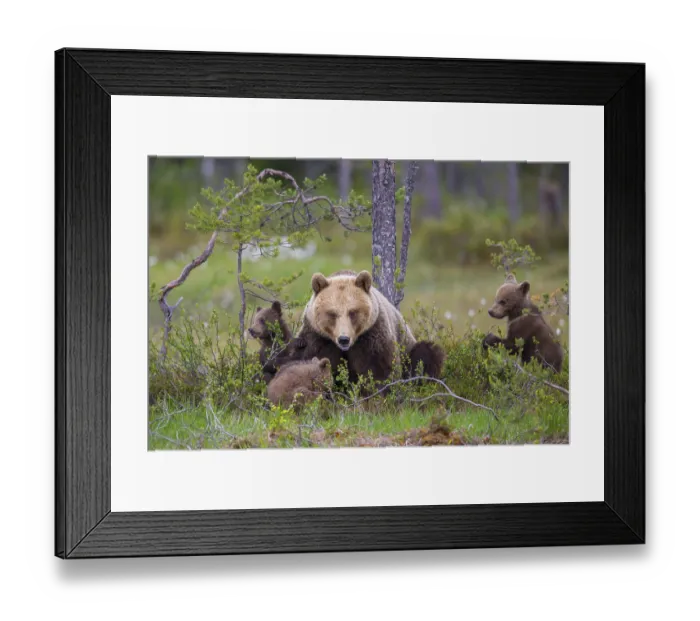 Framed Print : Eurasian Brown Bear (Ursus arctos) mother with cubs Framed Print : Eurasian Brown Bear (Ursus arctos) mother with cubs