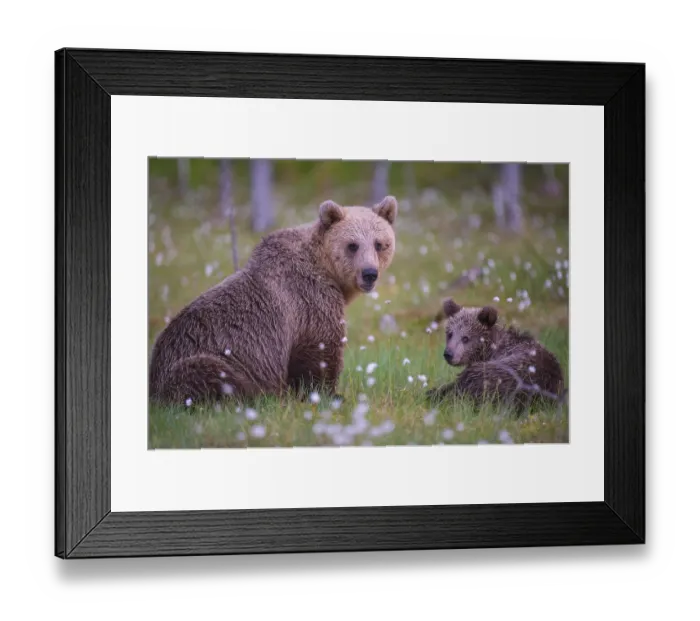 Framed Print : Eurasian Brown Bear (Ursus arctos) mother with cub Framed Print : Eurasian Brown Bear (Ursus arctos) mother with cub