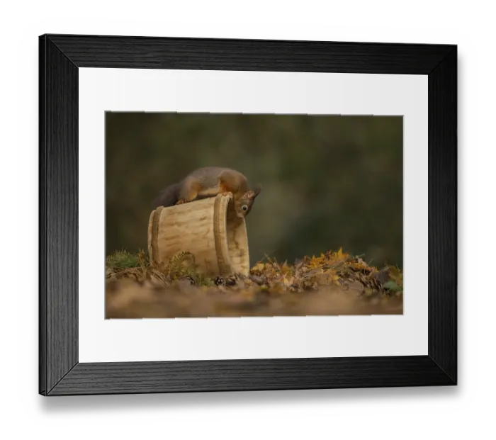 Framed Print : Eurasian Red Squirrel (Sciurus vulgaris) inspecting a wood tub