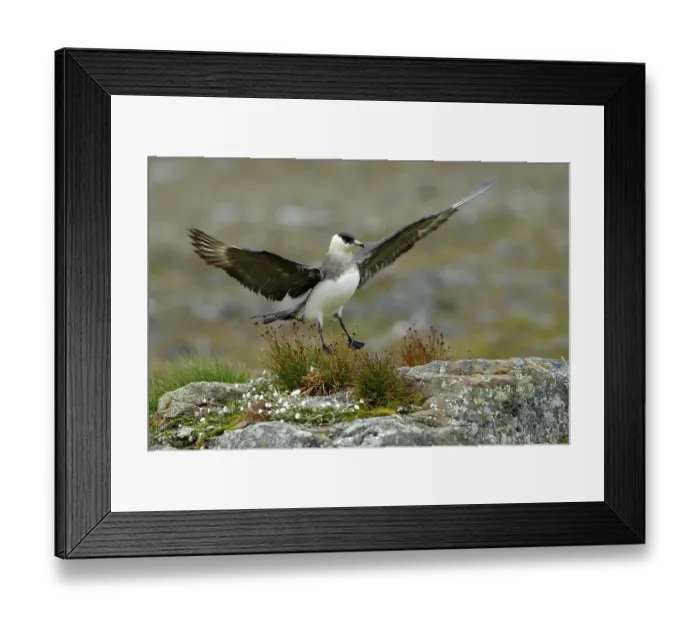 Framed Print : Skua in the grass with open wing