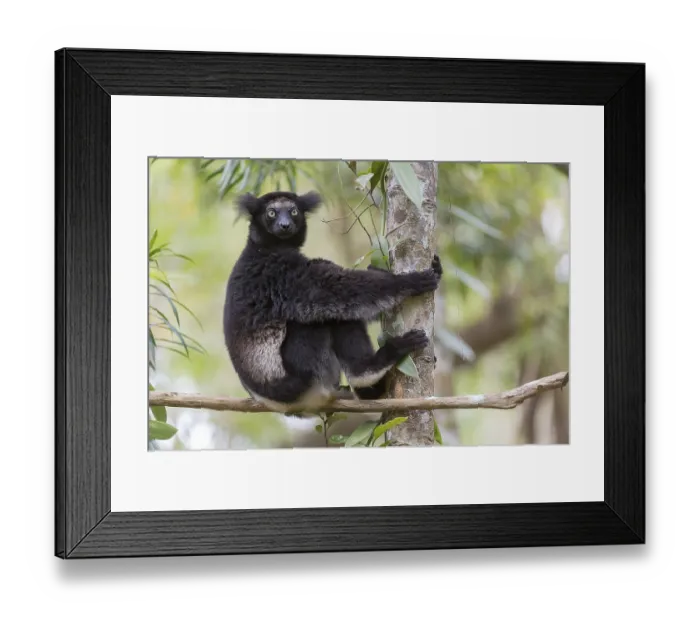 Framed Print : Black Indri (Indri indri) in the rainforest Framed Print : Black Indri (Indri indri) in the rainforest