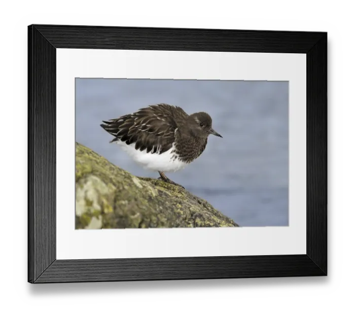 Framed Print : Black Turnstone (Arenaria melanocephala)