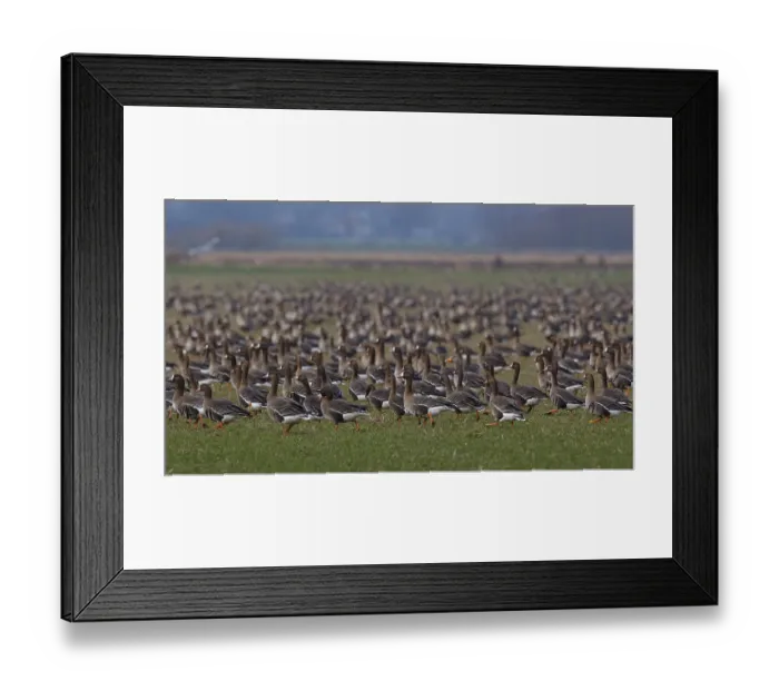 Framed Print : Greater White-fronted Goose & Taiga Bean Goose & Greylag Goose Framed Print : Greater White-fronted Goose & Taiga Bean Goose & Greylag Goose
