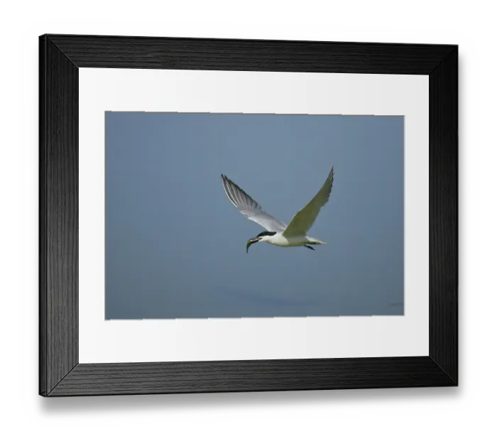 Framed Print : Gull-billed Tern (Gelochelidon nilotica) flying with fish in beak Framed Print : Gull-billed Tern (Gelochelidon nilotica) flying with fish in beak