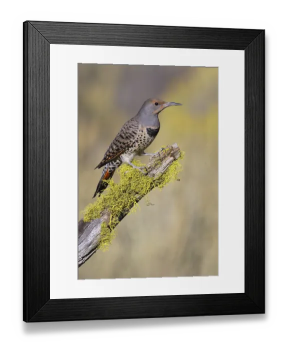 Framed Print : Northern Flicker (Colaptes auratus) female Framed Print : Northern Flicker (Colaptes auratus) female