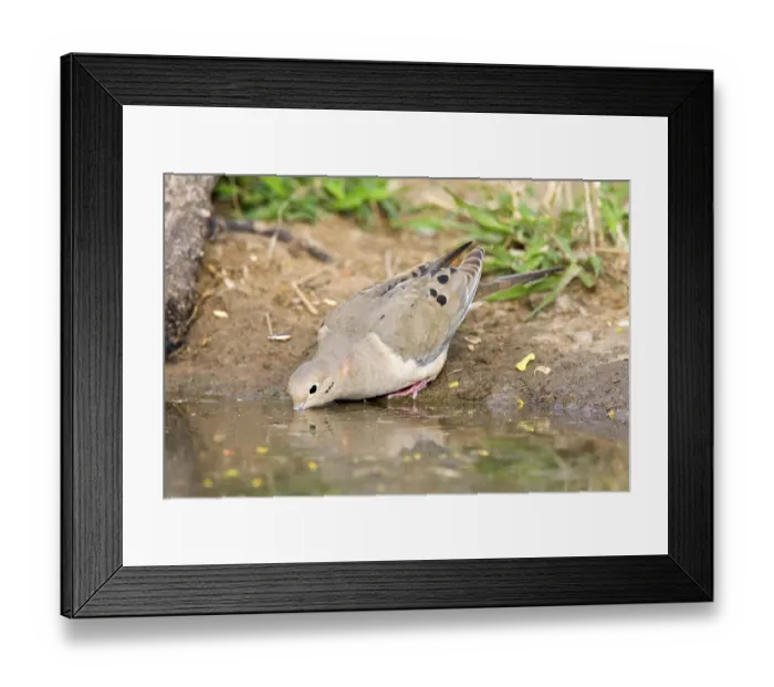 Framed Print : Mourning Dove Zenaida macoura Edinburg Framed Print : Mourning Dove Zenaida macoura Edinburg