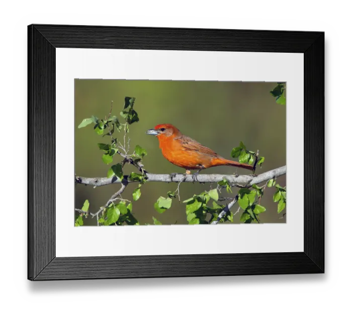 Framed Print : Hepatic Tanager Piranga hepatica Santa Rita Mountains