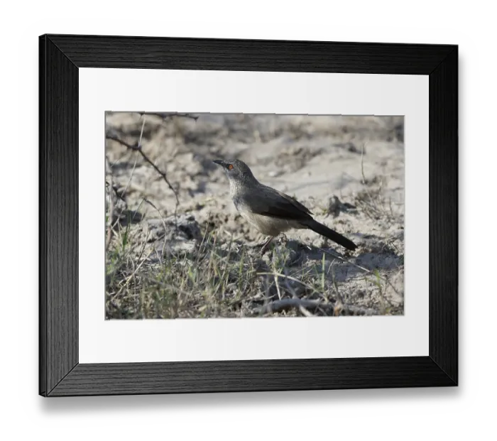 Framed Print : Arrow-marked Babbler (Turdoides jardineii) Framed Print : Arrow-marked Babbler (Turdoides jardineii)