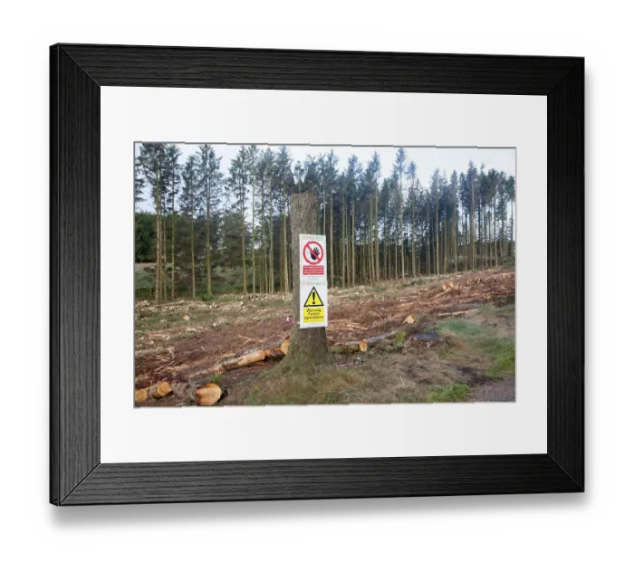 Framed Print : Tree felling forestry operations in Dartmoor national park Framed Print : Tree felling forestry operations in Dartmoor national park