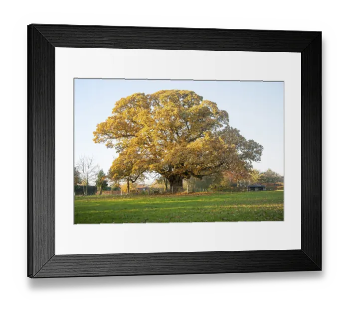 Framed Print : Orange brown sweet chestnut tree