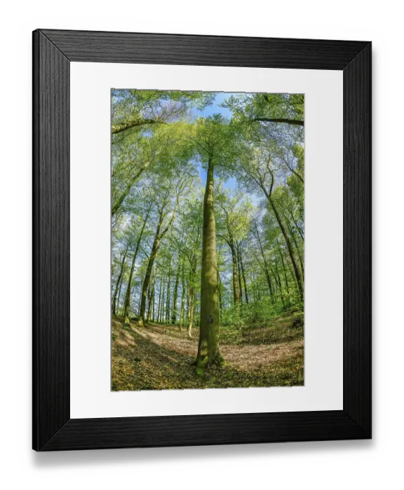 Framed Print : Friedwald, Erdersche Strasse, Kalletal Framed Print : Friedwald, Erdersche Strasse, Kalletal