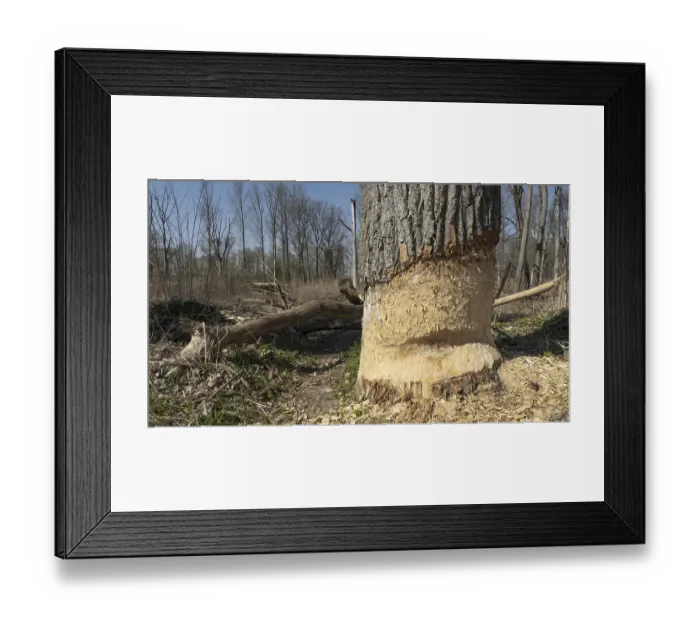 Framed Print : Beaver feeding traces in a floodplain forest on the Danube