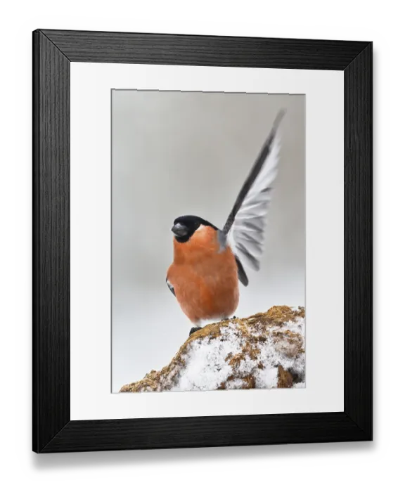 Framed Print : Eurasian Bullfinch (Pyrrhula pyrrhula) male