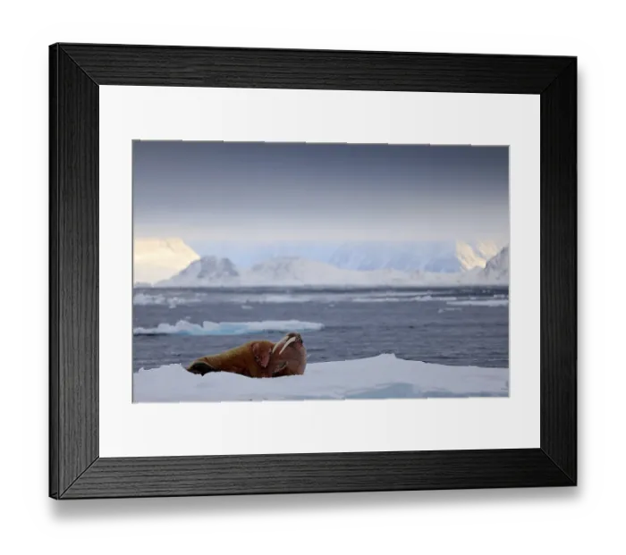 Framed Print : Walrus, Odobenus rosmarus, stick out from blue water on white ice with snow
