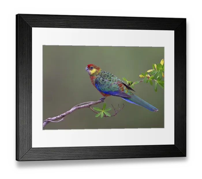 Framed Print : Western Rosella (Platycercus icterotis) female