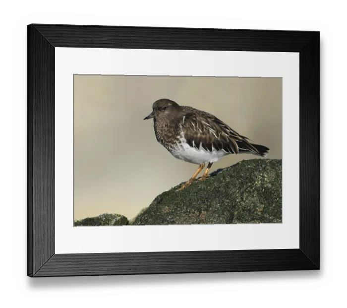 Framed Print : Black Turnstone (Arenaria melanocephala)