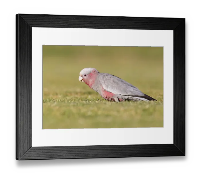 Framed Print : Galah (Eolophus roseicapilla) juvenile Framed Print : Galah (Eolophus roseicapilla) juvenile