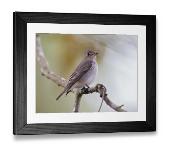 Framed Print : Asian Brown Flycatcher (Muscicapa dauurica)