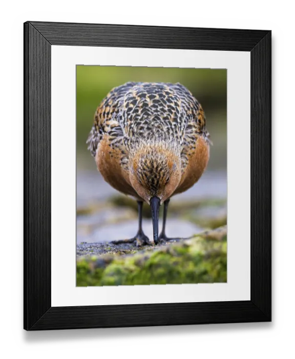 Framed Print : Red Knot (Calidris canutus) foraging