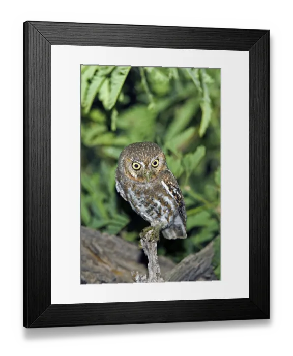 Framed Print : Elf Owl Micrathene whitneyi Tucson