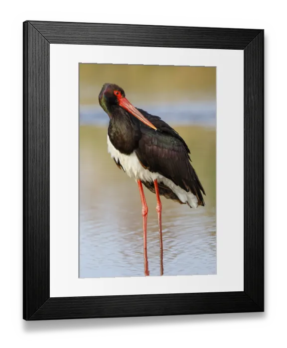 Framed Print : Black Stork (Ciconia nigra), Greece, Europe