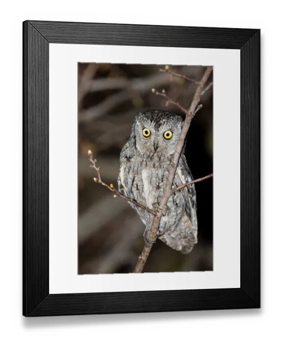 Framed Print : Eurasian Scops Owl (Otus scops) Framed Print : Eurasian Scops Owl (Otus scops)