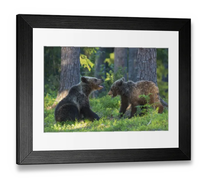 Framed Print : Eurasian Brown Bear (Ursus arctos) two cubs play fighting in forest