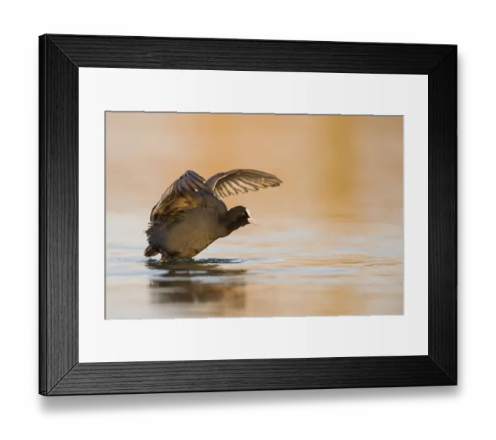 Framed Print : Eurasian Coot (Fulica atra) flapping Framed Print : Eurasian Coot (Fulica atra) flapping