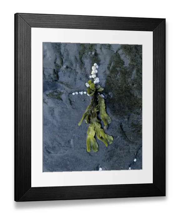 Framed Print : Seaweed and barnacles (Balanus balanoides) on rocks Framed Print : Seaweed and barnacles (Balanus balanoides) on rocks