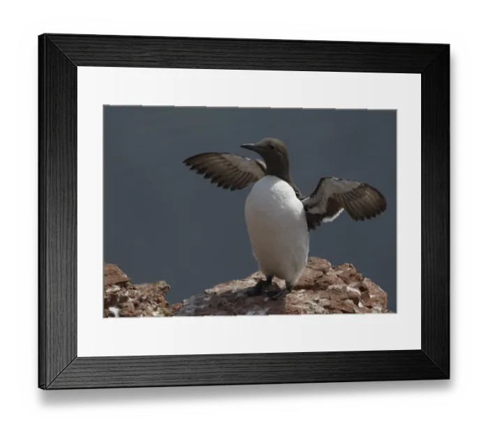 Framed Print : Common Murre (Uria aalge), Schleswig-Holstein