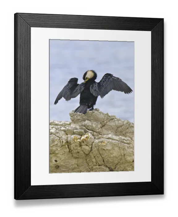 Framed Print : Little Pied Cormorant (Microcarbo melanoleucos) Framed Print : Little Pied Cormorant (Microcarbo melanoleucos)