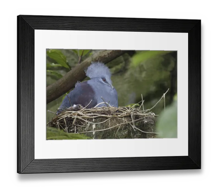 Framed Print : Western Crowned Pigeon (Goura cristata)