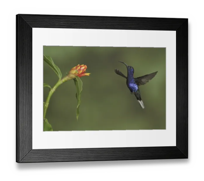 Framed Print : Violet Sabrewing (Campylopterus hemileucurus)